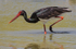 Black Stork