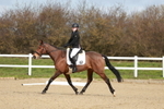 Dressage - Legacy A portfolio