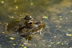 Amphibians portfolio