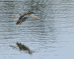 Garganey (male) on landing approach, Stratfield Brake, Oxfordshire