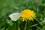 Large White