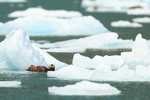 Sea Otters (adult with kit) floating among ice, Surprise Inlet, Alaska