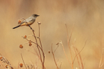 Say's Phoebe portfolio