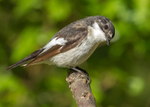 Swallows,Flycatchers portfolio