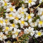 Kapela's Paronychia (Paronychia kapela