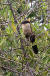 Senegal Coucal