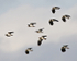 Lapwing flock at Otmoor