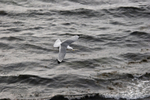 Kittiwake