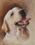 Rex