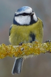 Blue tit P1020683