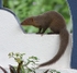 Indian Mongoose (India)