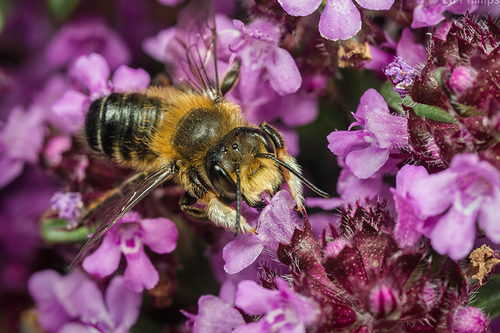 Megachile Leaf-cutter Bees