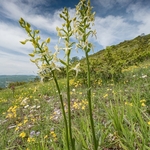 Lesser butterfly orchid (Platanthera bifolia)
