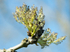 7th April Ash Blossom