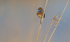 Male Bluethroat