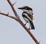 Senegal Batis (M)