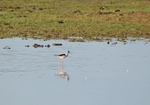 Black-winged Stilt
