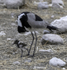 Blacksmith Plover with young