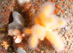 A mulitude of life forms on wall reef 4