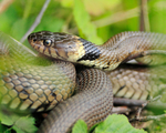 Grass Snake basking at Otmoor