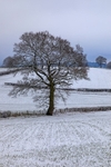 Snowy Oaks No.2