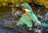 KINGFISHER no 9