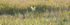 Barn Owl Hunting _ Pan 001