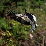 Wood Stork slowing to land, Wakodahatchee Wetlands, Florida