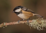Coal Tit