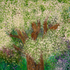 Pear Tree copyright Rowan Taliesin 2015