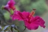 Hibiscus Rosa-Sinensis