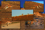 Red Roo Quintych