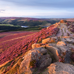Win Hill Heather