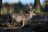 Sika Deer at Arne