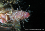 UML028: Tunicate with Brittle Stars