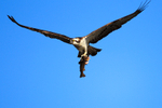 Osprey in flight with a fish at Rothiemurchus