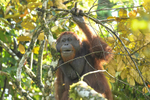 Danum valley
