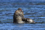 Elephant Seal attacks during fight, Carcass Island, Falklands