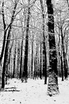 Tree - 0711 bw