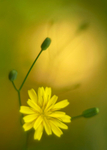 Cat's ear