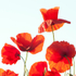 Poppies in the Air!