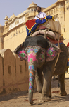 Elephant Taxi