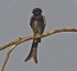 Black Drongo
