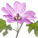 Common Mallow (Malva sylvestris) .MYN