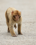 Young Barbary Macaque running, Gibraltar