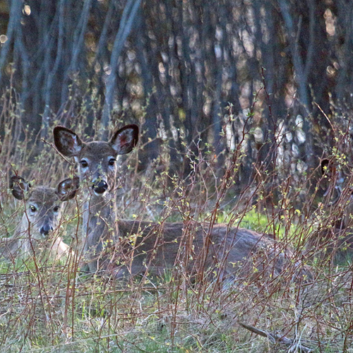 A doe and her offspring bedded down in wild raspberry shoots.