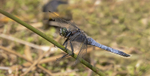 Black Tailed Skimmer