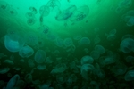 Aurelia aurita