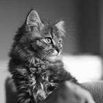 Millie
