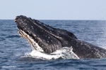 IMG_2284 Gabon